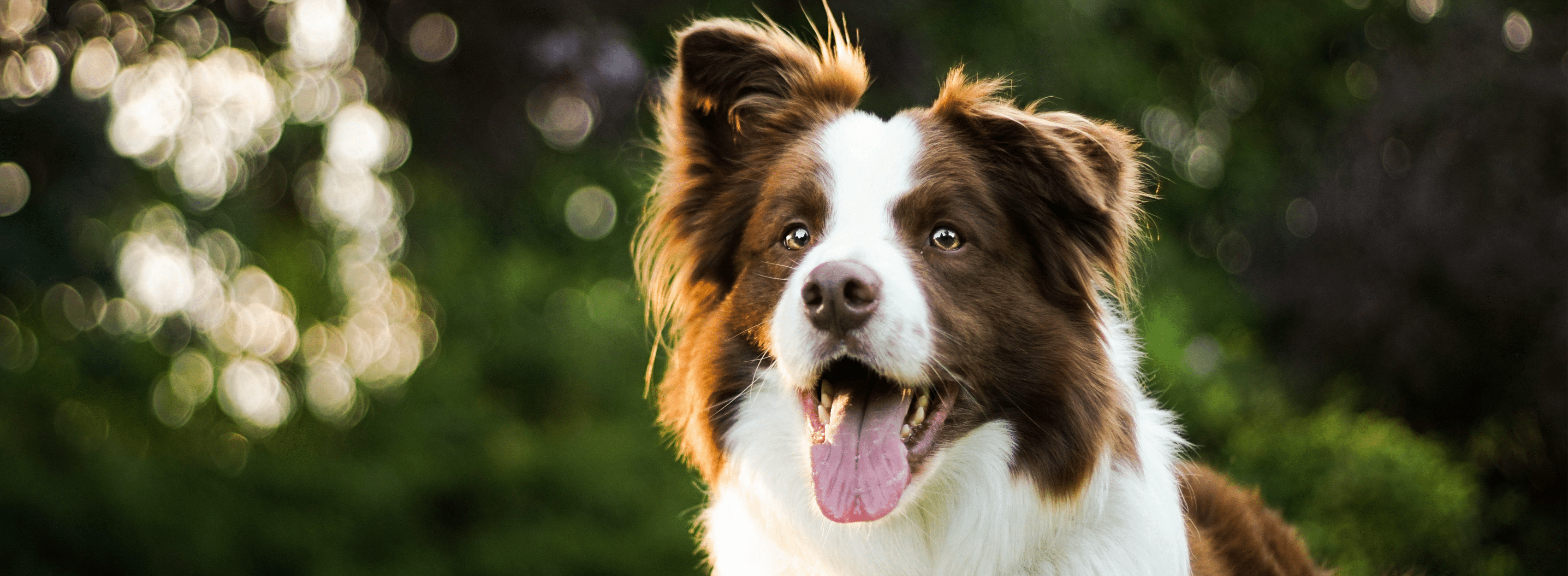 Brown and white dog with tongue out outdoors.
