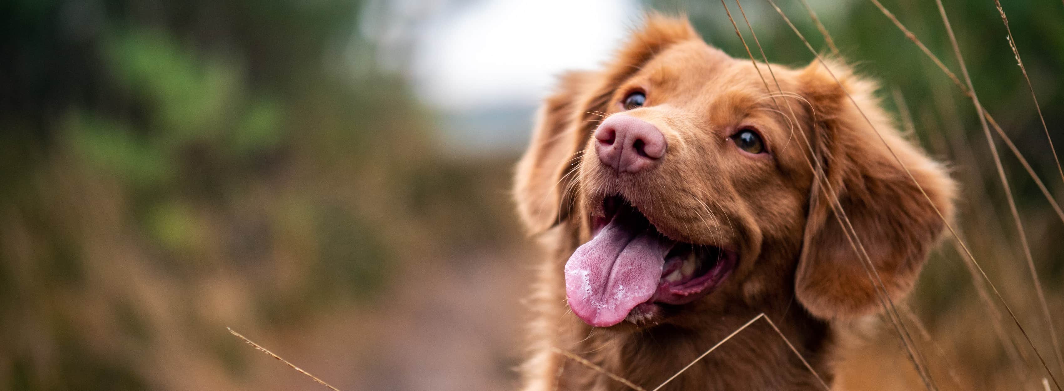 En brun hund på en sti sidder med udstrakt tunge.