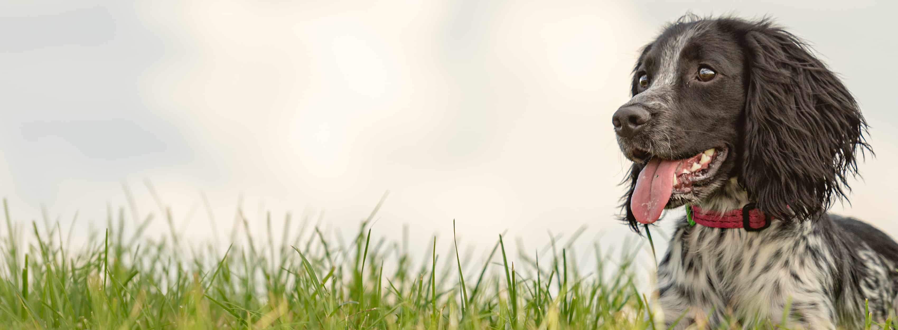 Black and white spotted dog laying in the grass.