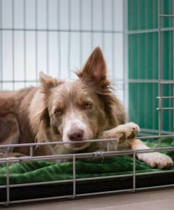 Dog laying on bed in a crate