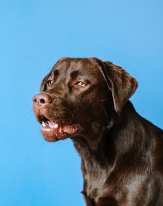 Brown dog on a blue background.