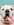 White bulldog looking at the camera with its tongue out