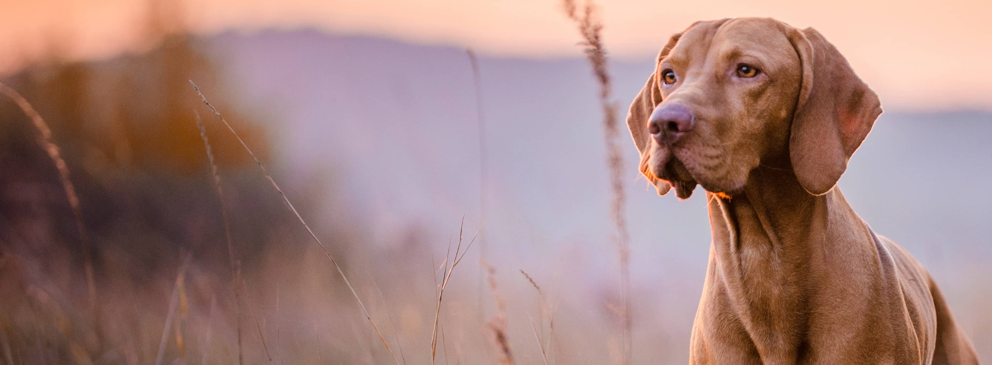 Brauner Hund draußen auf einem Feld