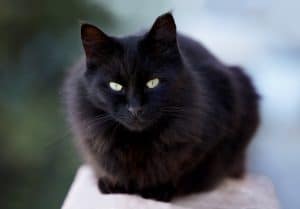 A black cat looking at the camera