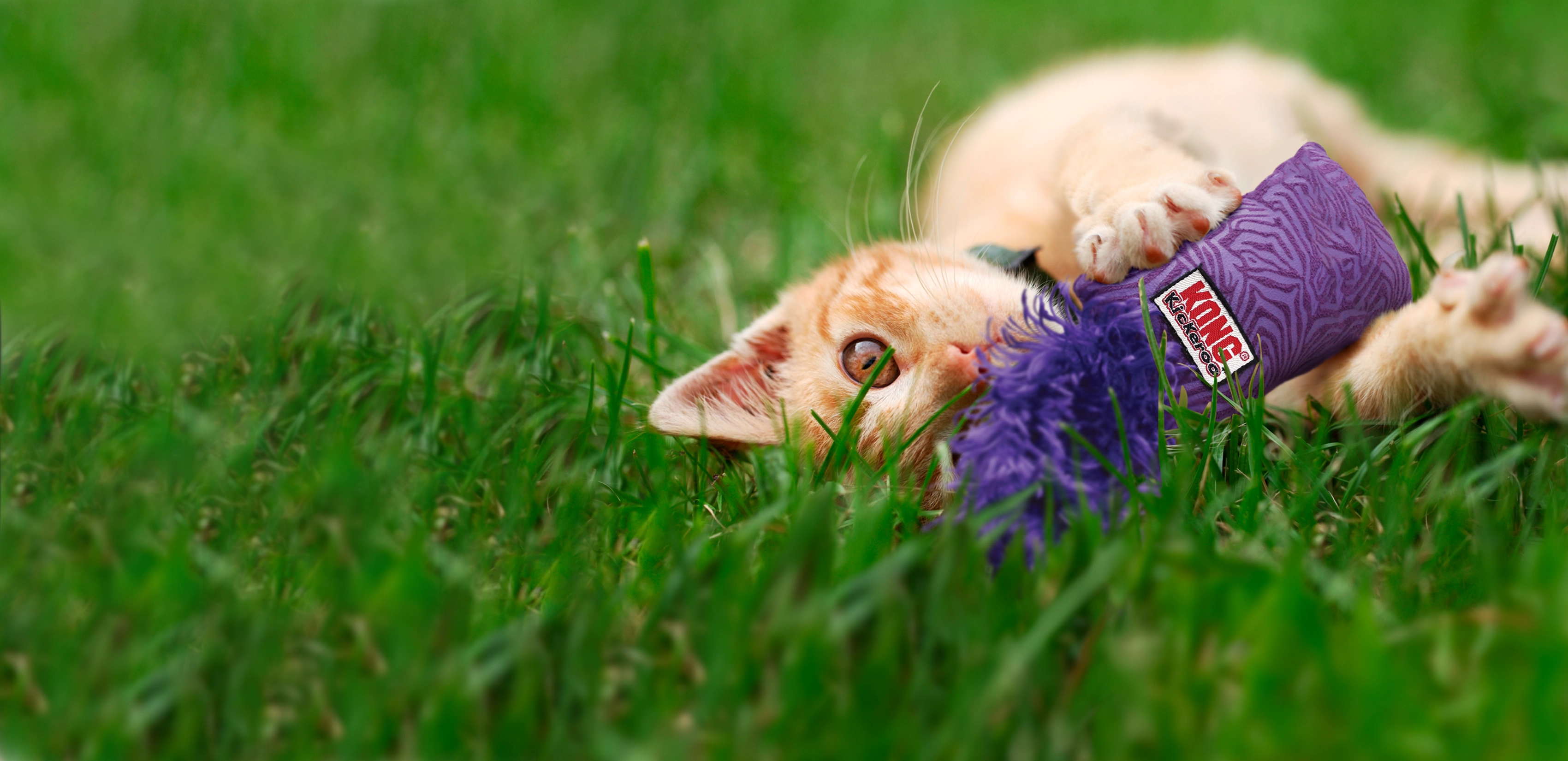 Cat playing with a KONG kickeroo in the grass.