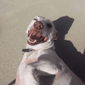 White dog laying on the beach with its mouth open, facing the camera