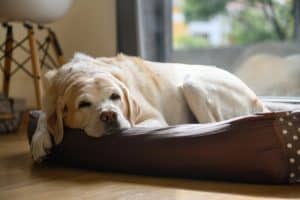 Een oudere labrador ligt te dommelen in zijn bed. 