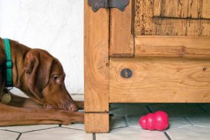 Halten Sie Ihren Hund in diesem Winter mit KONG Classic Spielzeug im Haus bei Laune.