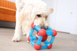 Houd je hond deze winter binnen bezig met Kong Tikr speelgoed