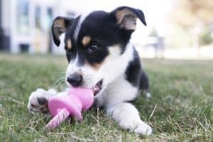 Make Puppy Proofing your Home easier with KONG Puppy toys