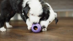 La prova del cucciolo non è l'unica cosa da sapere per portare a casa un nuovo cucciolo, guardate i nostri video su KONG Classroom .