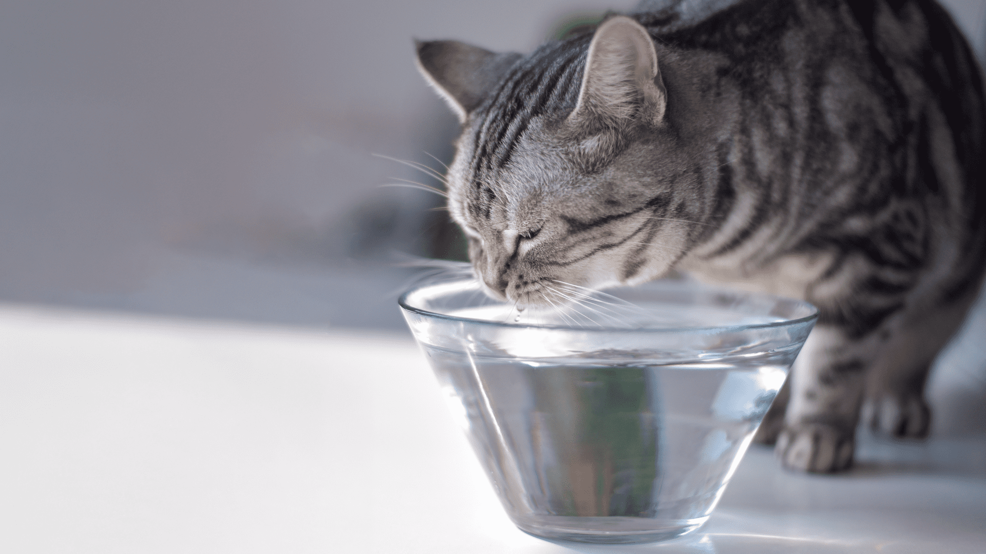 Hvordan kan jeg få min kat at drikke mere vand? - KONG-firmaet