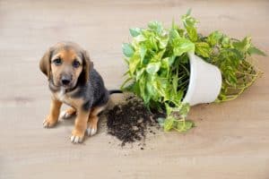 Ondeugend speelgoed hond en omvergeworpen kamerplant binnenshuis, Puppyproofing van je huis door de planten op te hangen!