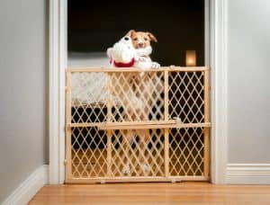 Puppy dog standing on hind legs and looking at camera. 12 weeks old, female Boxer Pitbull mix breed. Selective focus. Puppy Proofing your Home by adding a baby gate.