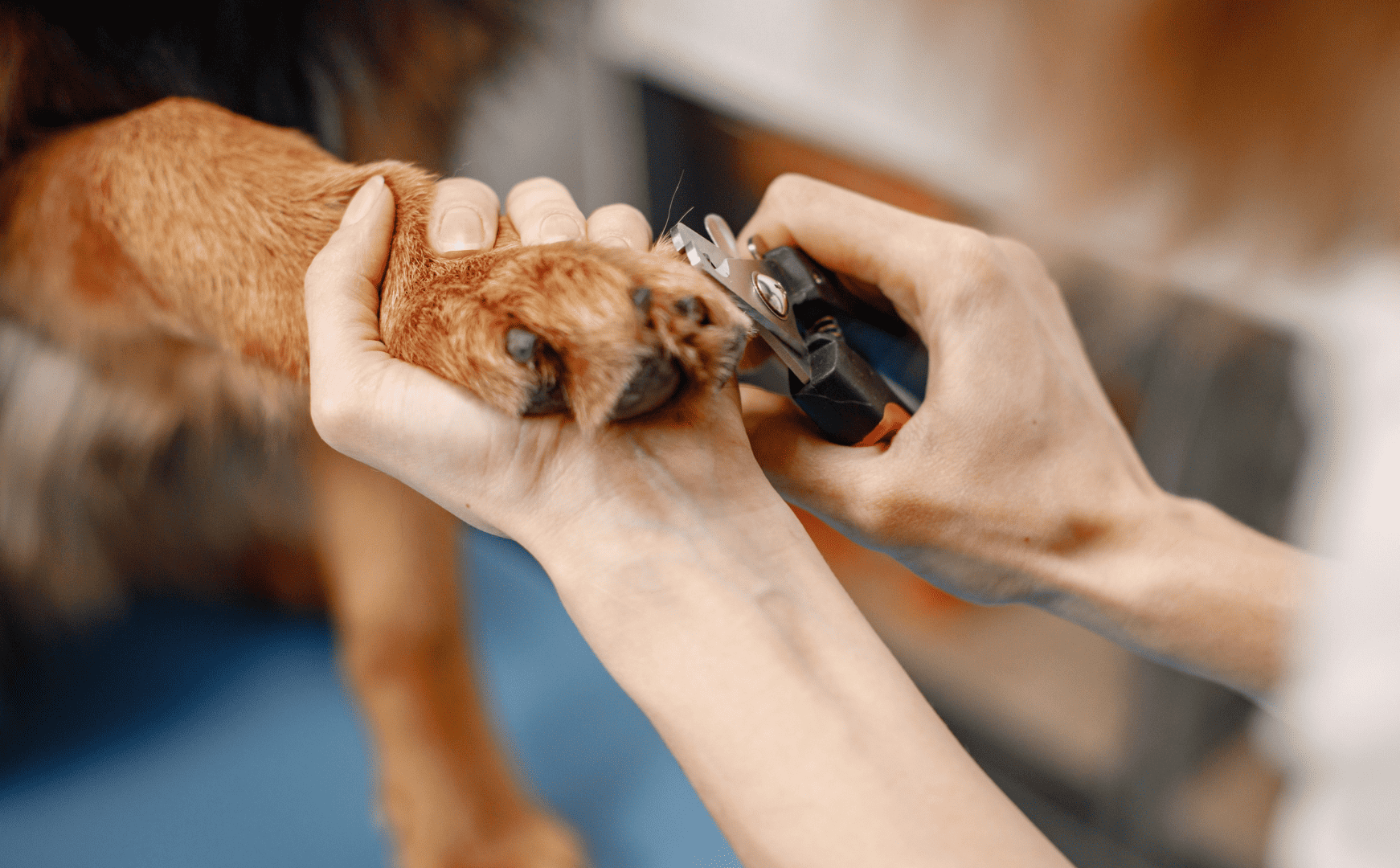 How to Cut a Curled Nail on a Dog | Cuteness