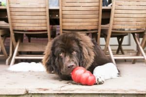 brown and white fluffy dog laying outside licking treats out of a red KONG classic dog toy