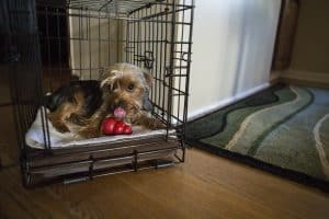 A small dog laying in a crate with a red KONG Classic dog toy.
