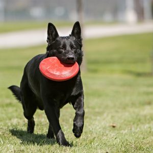 perro negro corriendo con un frisbee KONG en la boca