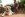 Dog laying outside on a patio with owner in the background
