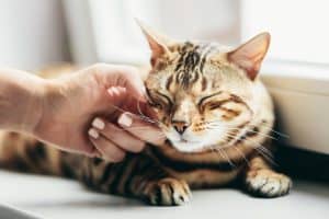 Happy Bengal cat loves being pet by woman's hand under chin. Lying relaxed on window sill and smiling