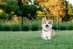 Dog laying down in the grass at a dog park