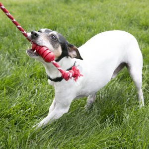 Hund leger tovtrækning udenfor med et rødt KONG-hundelegetøj med reb.