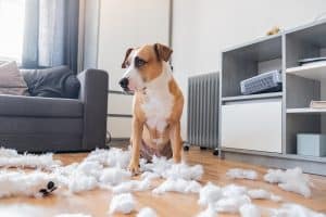 Staffordshire terrier sidder blandt et flået tøjdyr og ser skyldig ud.