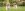 two dogs running in the grass outside
