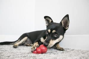 Brown dog laying on the ground licking out of a red KONG chew toy that is stuffed with food