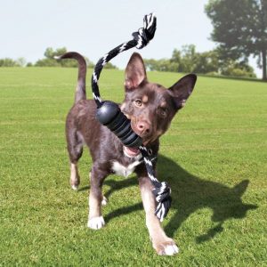 brown and white dog playing with a black KONG toy outside in the grass