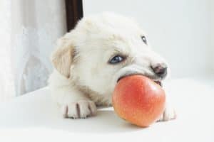 white puppy is lying on the windowsill playing with the Apple