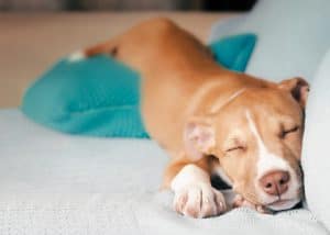 Front view of very relaxed puppy dog sleeping stretched out with the behind higher up on a pillow.12 weeks old, female Boxer mix breed. Selective focus.
