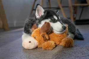 Huskie puppy cuddling a moose KONG dog toy