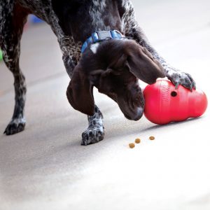brown dog playing with a red KONG wobbler treat dispensing toy