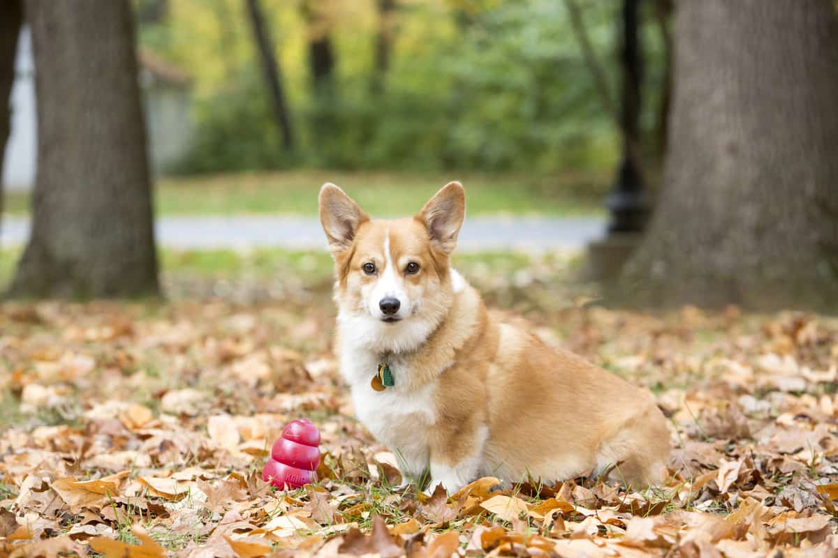 A corgi sitting in the leaves outside with a red KONG dog toy next to it