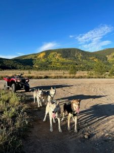 A few sled dogs practicing, while connected to an ATV in the mountains