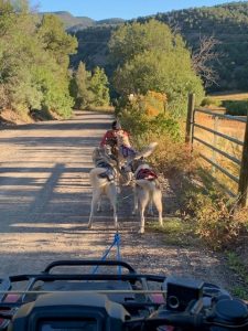 Schlittenhunde, die mit einem ATV verbunden sind und draußen in den Bergen üben