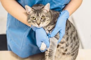 Un médecin vétérinaire panse la patte blessée d'un chat gris.