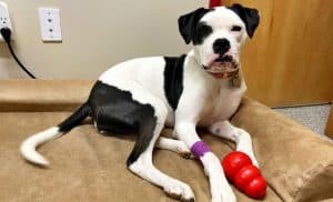 Black and white dog laying down with red KONG dog toy