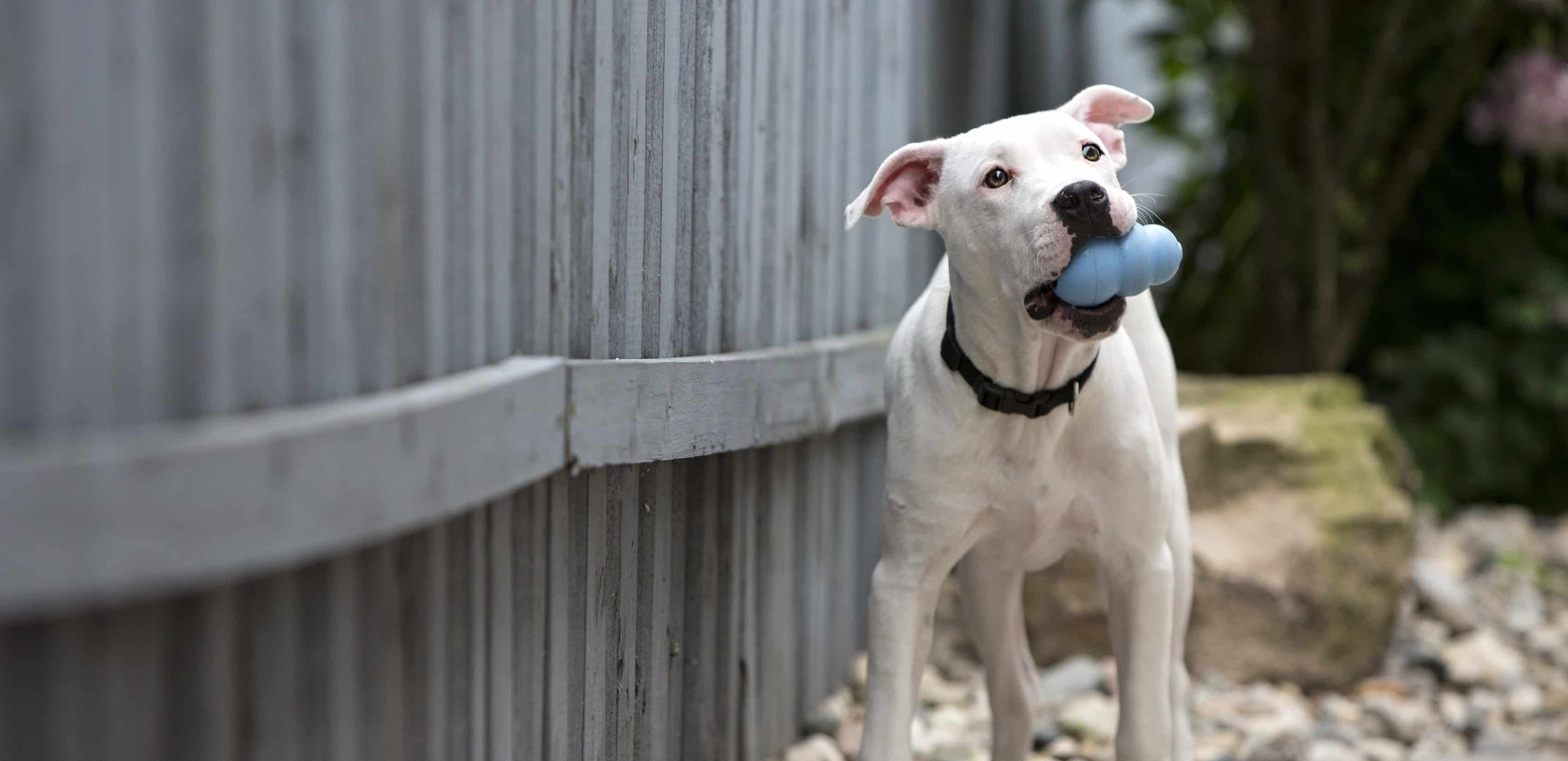 KONG Pelota Extreme para Perros en Amigales Chile