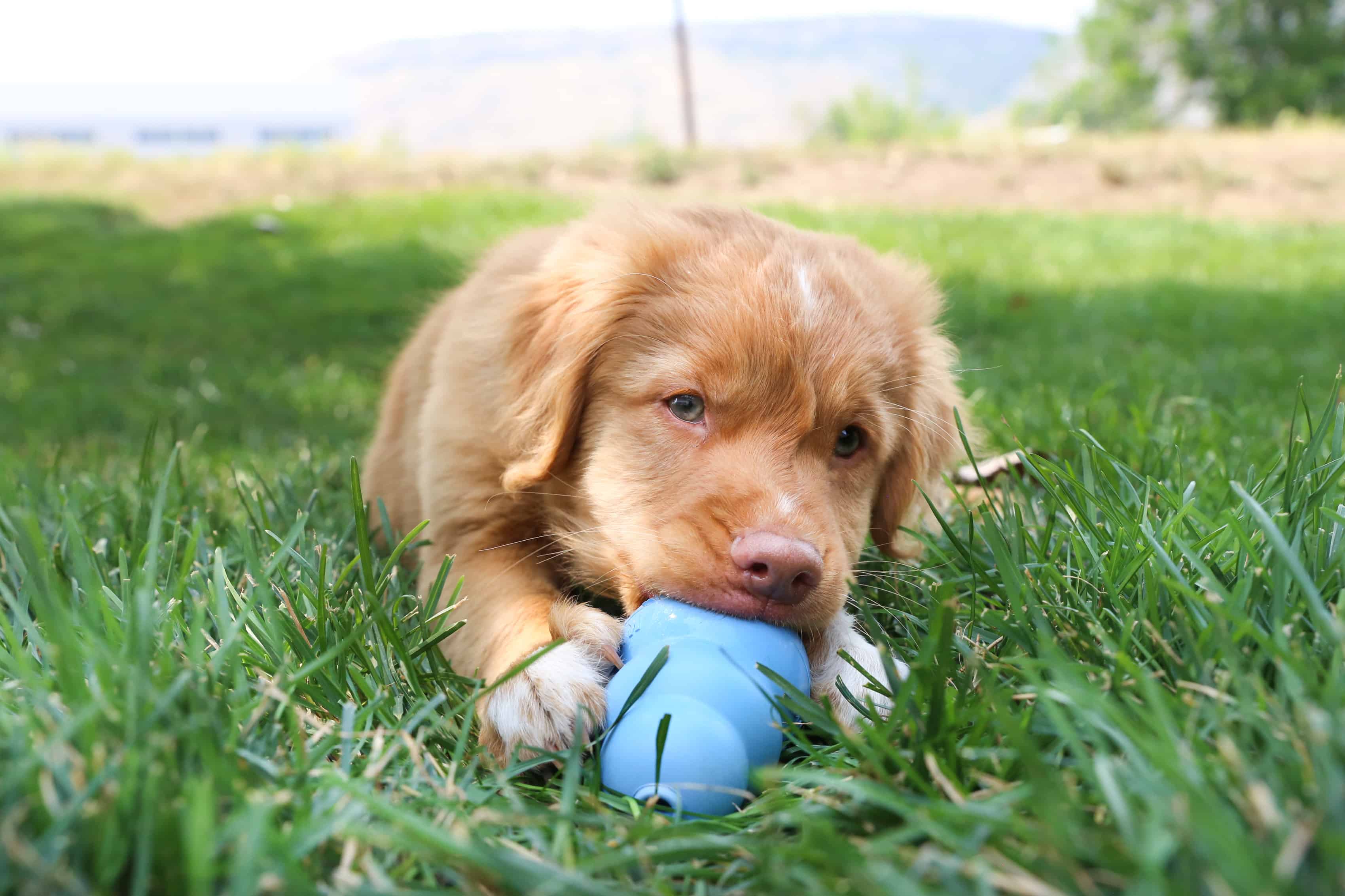 New Dog Checklist The KONG Company new-dog-checklist-the-kong-company