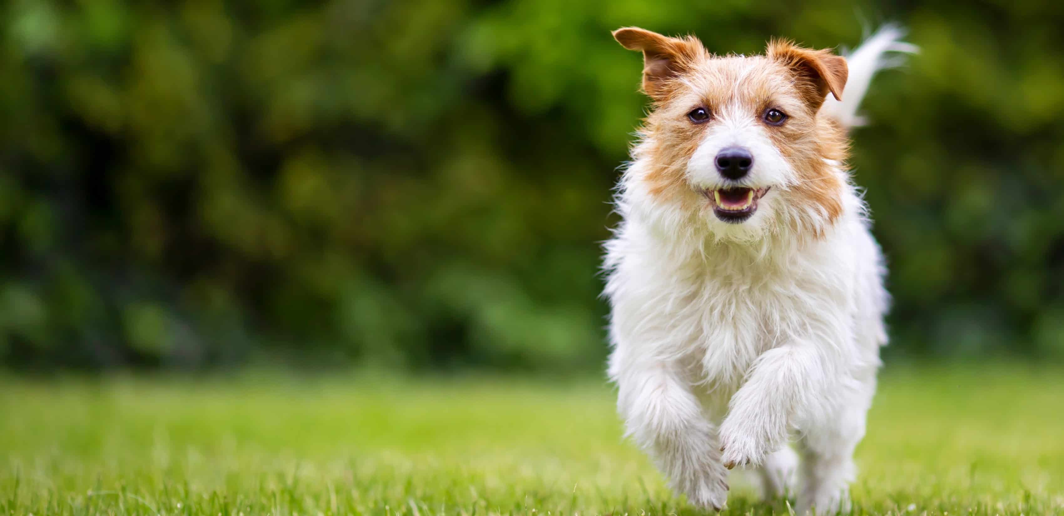 kong-classroom-trustworthy-pet-education-kong