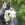 Huskie-Hund im Freien, der einen grünen Tennisball im Maul hält