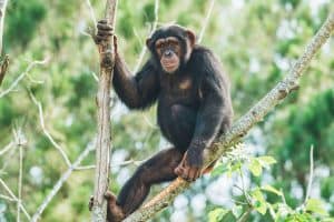 Schimpanse hängt auf einem Baum