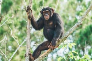 Chimpancé colgado de un árbol