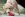 un cucciolo di labrador giallo che lecca il cibo da un giocattolo per cani KONG Classic rosso all'aperto