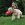 Rood Kong Bounzer hond speeltje
