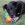 Um cão preto deitado na relva no exterior, a mastigar um brinquedo de polvo para cães