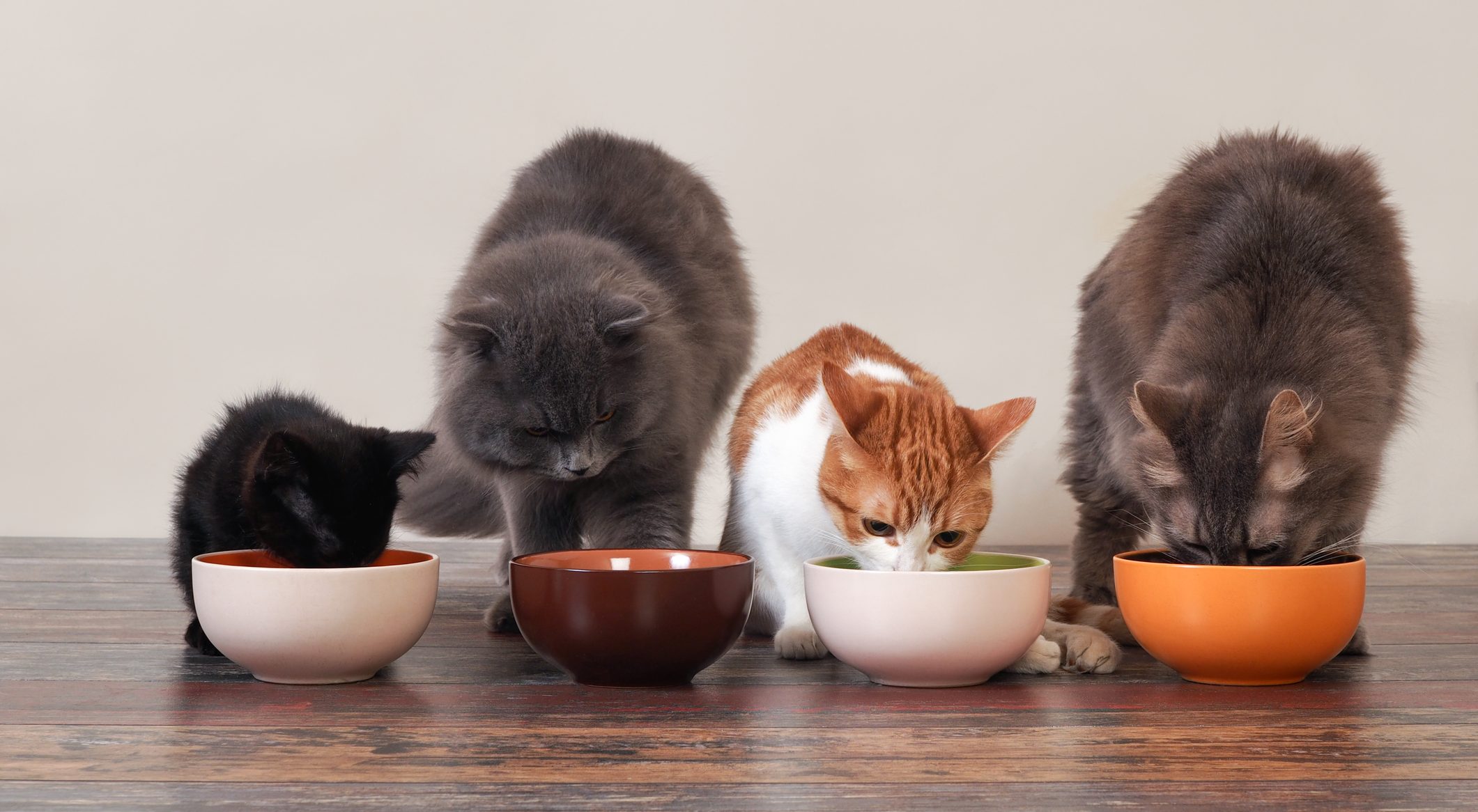 Cat food for humans shop